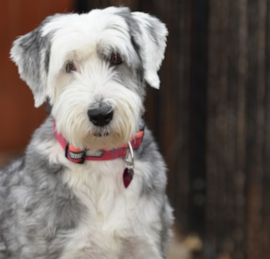 Mini Sheepadoodle Puppies For Sale - Windy City Pups